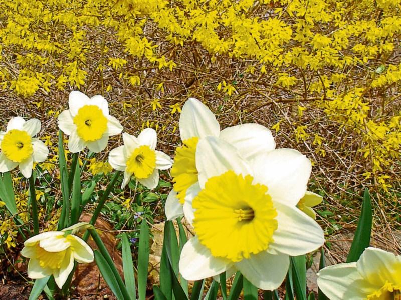 Yellow is the colour this spring