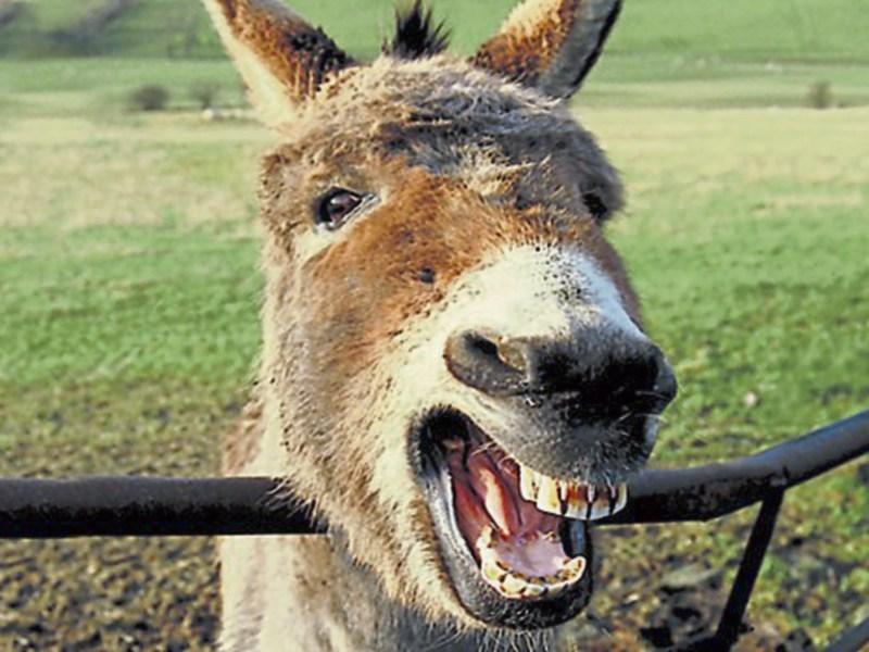 Castlemahon wild ass was small in size but evil in temper