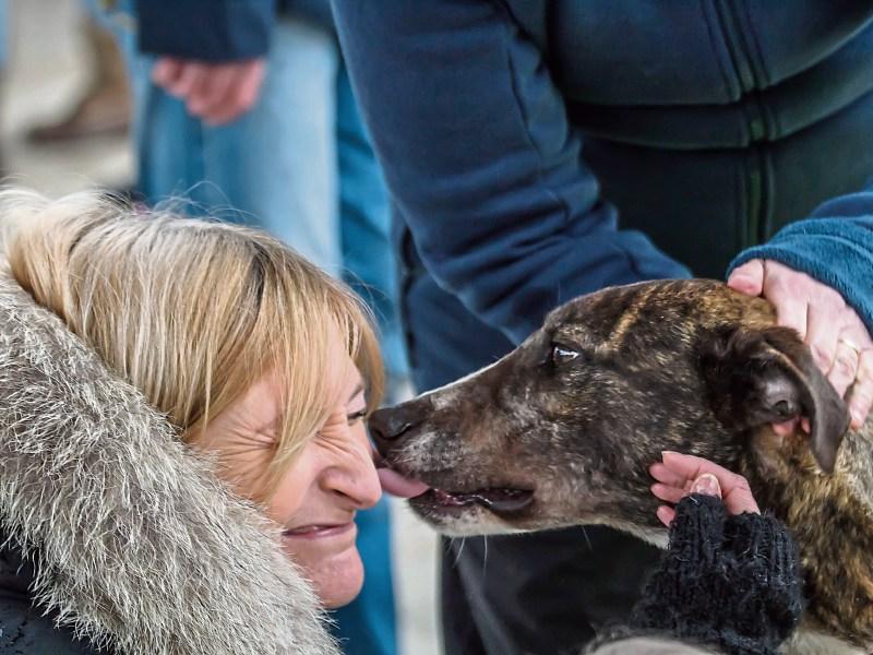 Buona fortuna: Limerick charity rehomes 160 dogs in Italy