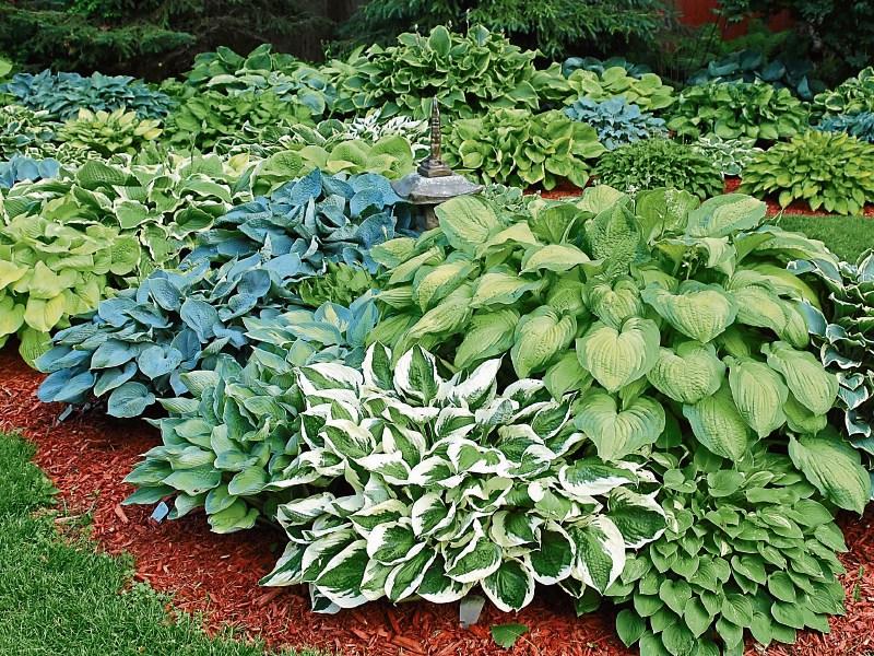 40 shades of green leafed hostas