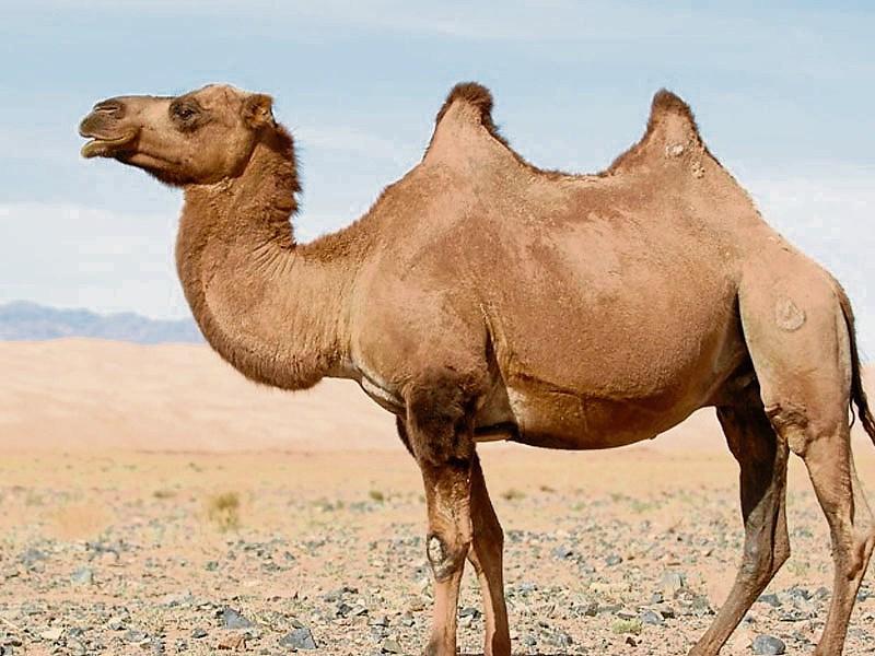 Some people getting the hump over final resting place of camel