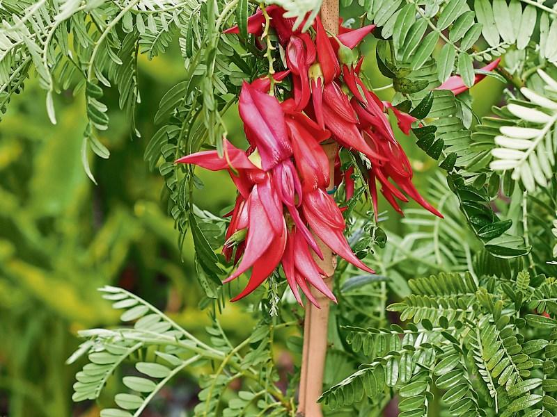 Flowers that hang like jewels