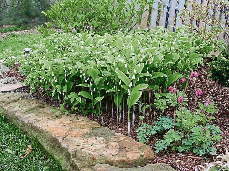 Solomon's Seal rings in the summer