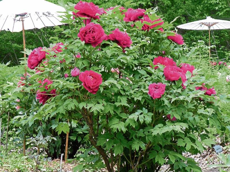 Blushing beauties that are fuss free