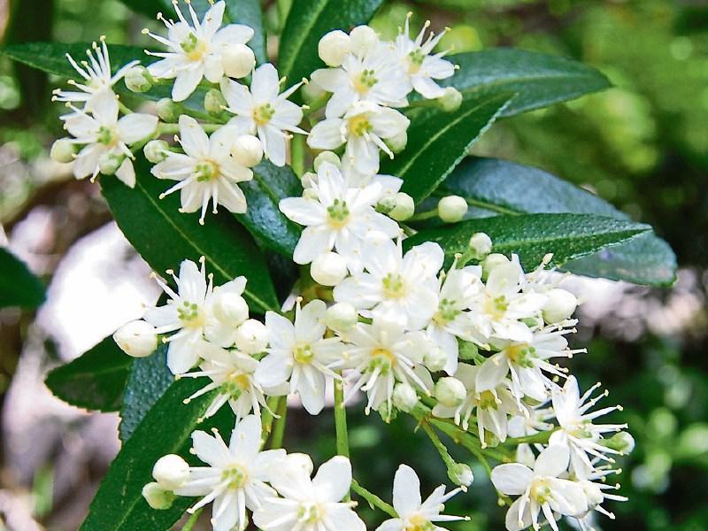 Sun lovers are in full bloom now