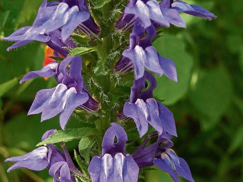 Bellflowers ring in the summer