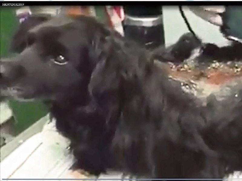 Limerick vet 'devastated' as dumped dog dies