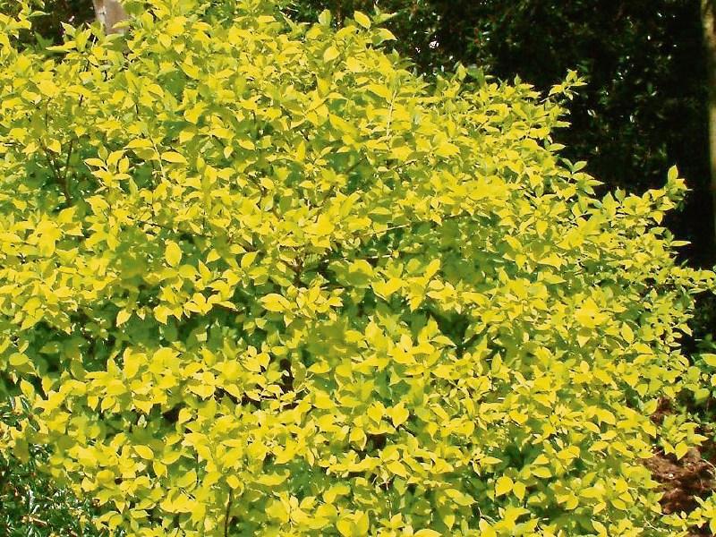 Summer shrub that is full of colour