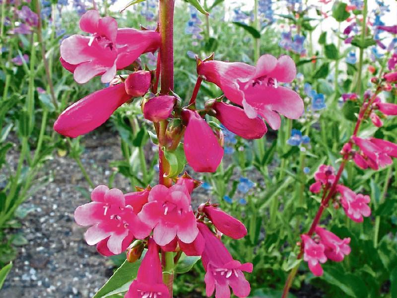Lovely penstemons fit like a glove