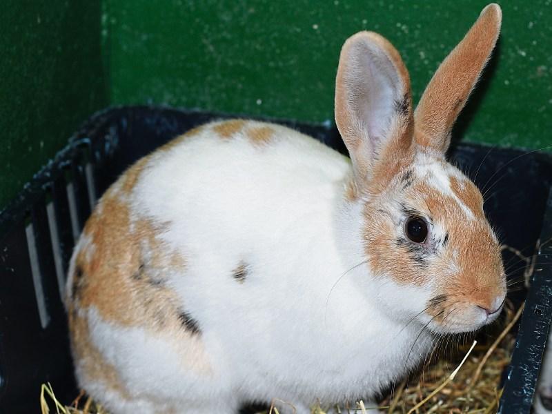 Limerick village plagued by rabbits