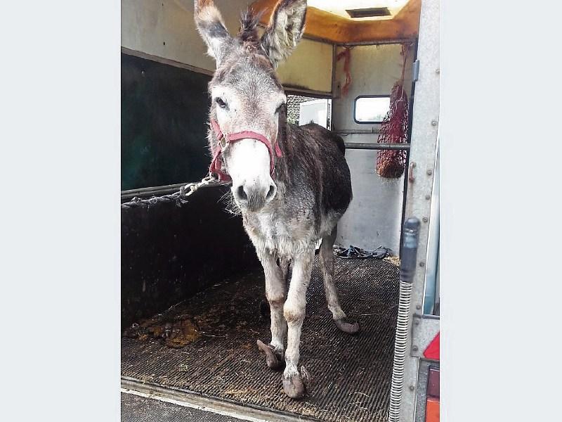 ISPCA appeal for information on neglected donkey found in Limerick
