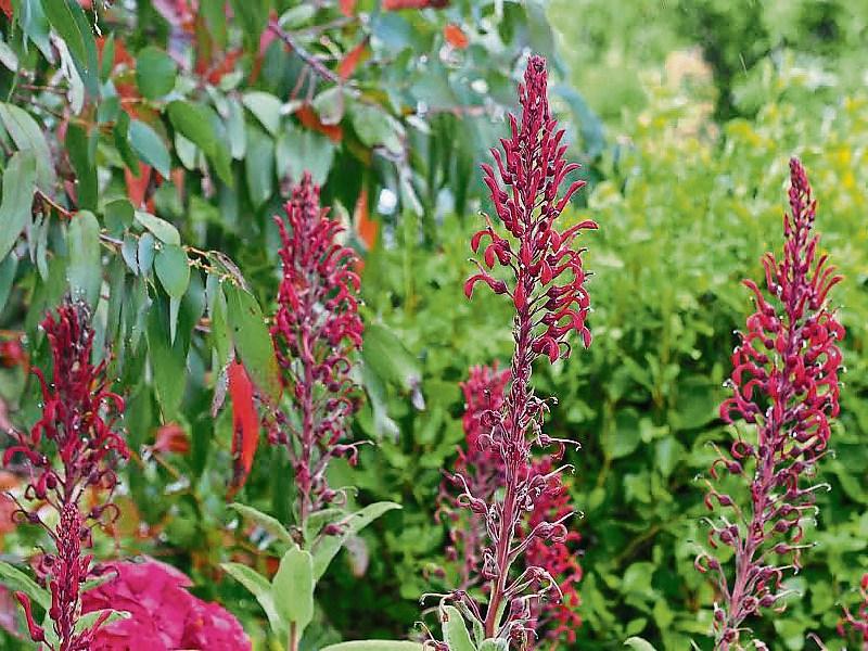 Summer giants' impressive bloom