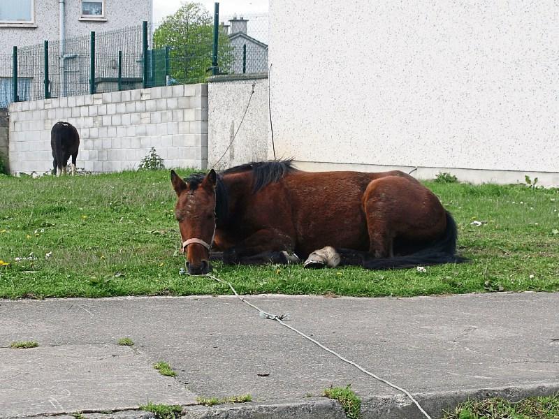 Massive horse cull in Limerick city