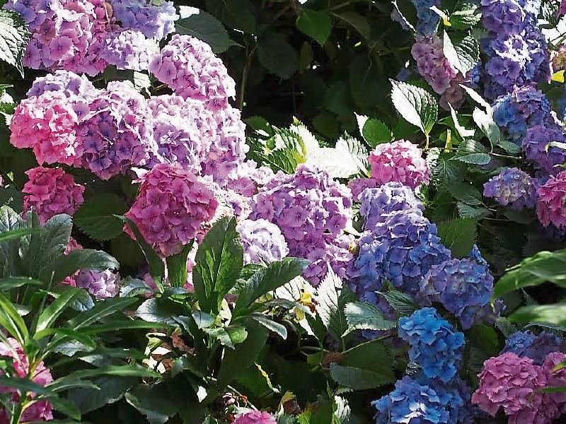 Tackling the popular hydrangea