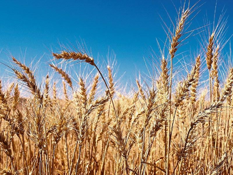 Limerick councillors appeal to government to form special group to respond to grain shortage 
