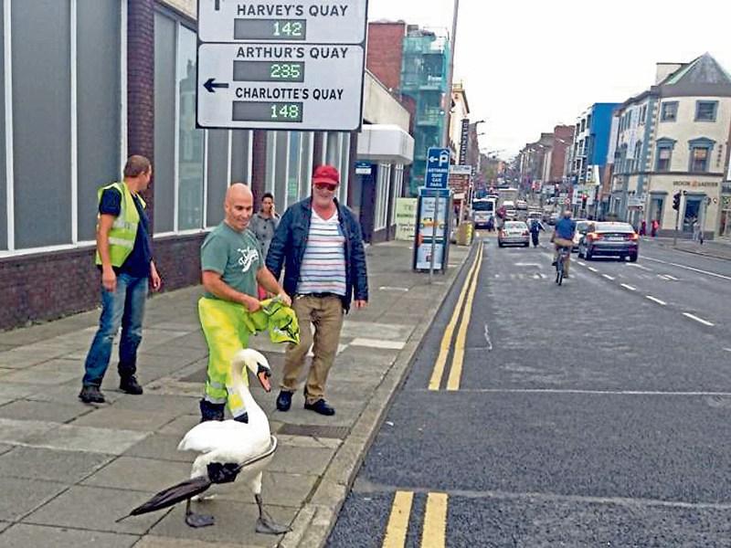 Swanning around: Limerickwoman's pic goes viral