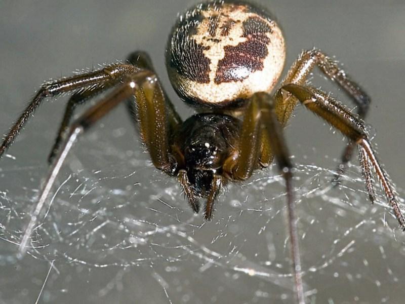 If you want to live and thrive, Let the spider run alive
