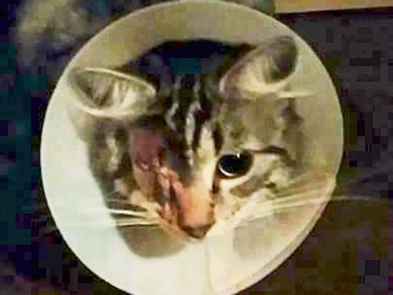 Limerick cat owner's warning&nbsp;after pellet gun 'ordeal'