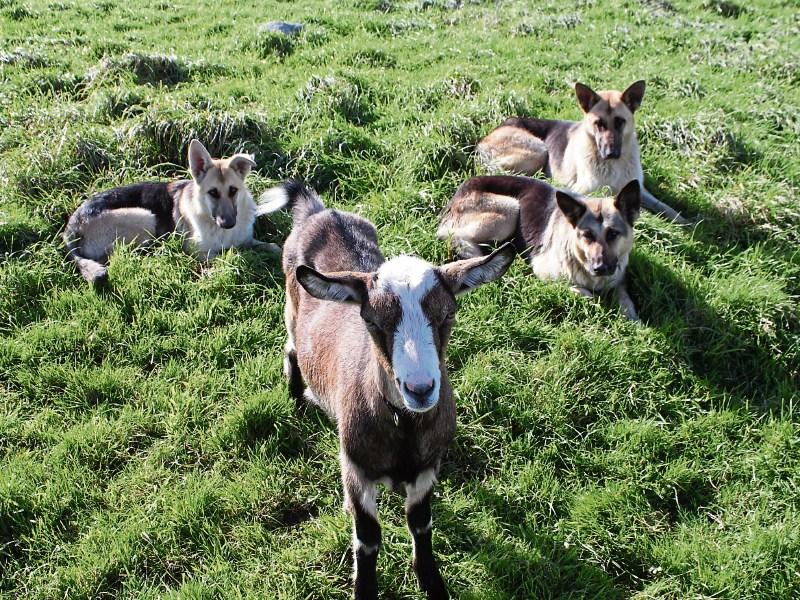 'Adventurous' Limerick goat adopted by adoring Alsatians