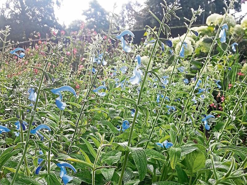 Is this sage plant in your future?