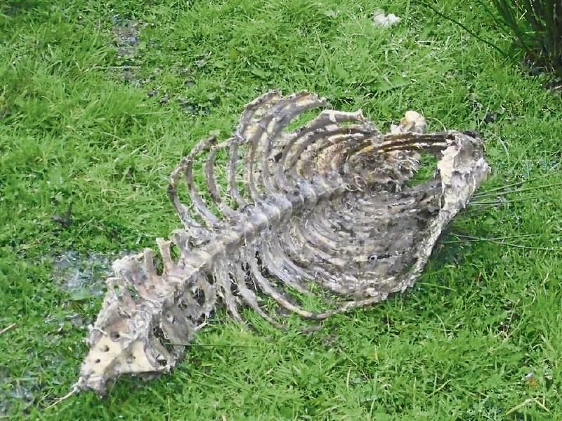 Department investigates after sheep carcasses found on land in Limerick