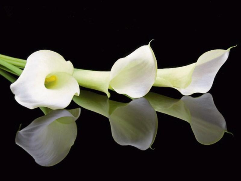 Recent deaths in Limerick
