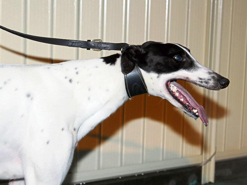 Four arrested as €1m Limerick-owned greyhound is located