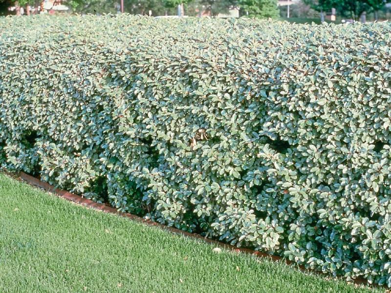 Forty shades of green this winter