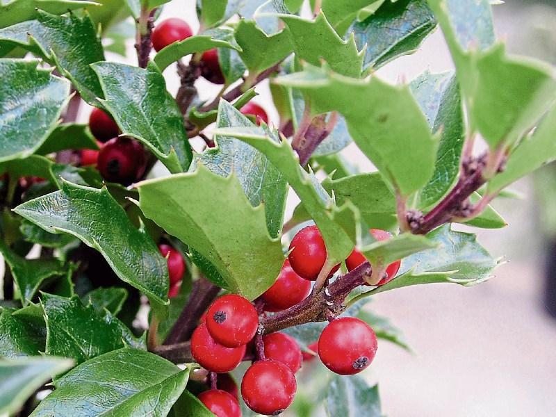 Getting evergreen ready for spring