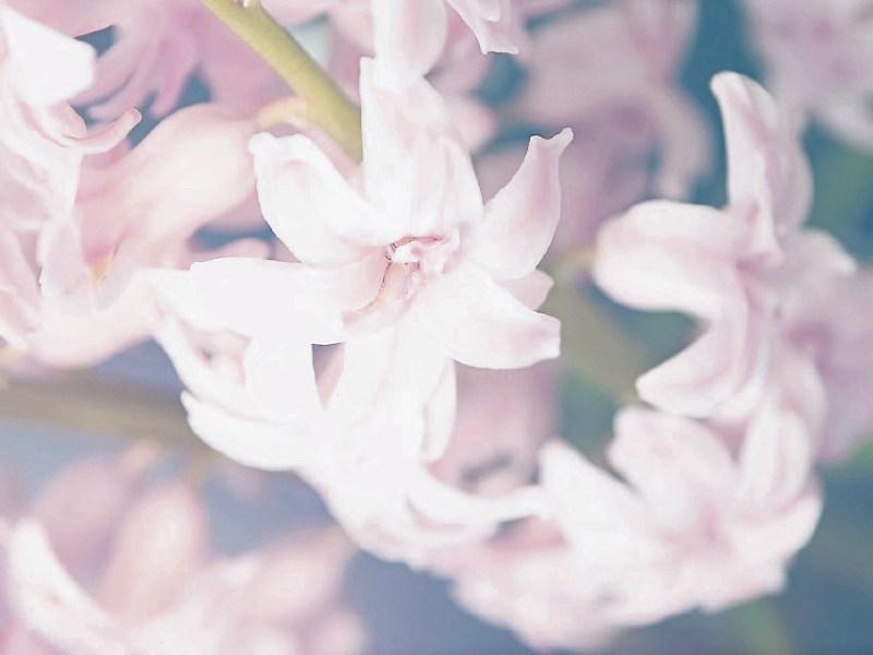 Deaths in Limerick - January 6, 2017