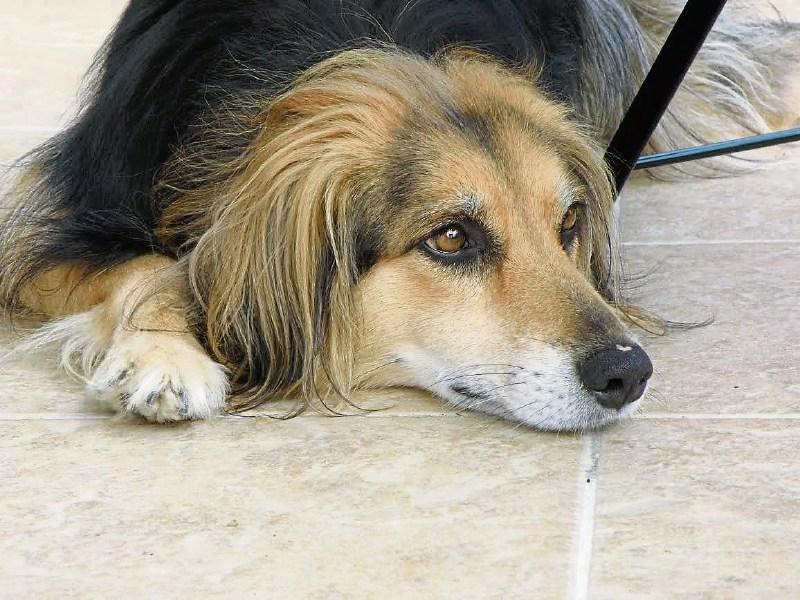 Collie 'poisoned' during walk along canal bank on Limerick-Clare border