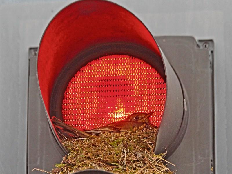 Bird's bright idea to nest in Limerick traffic light