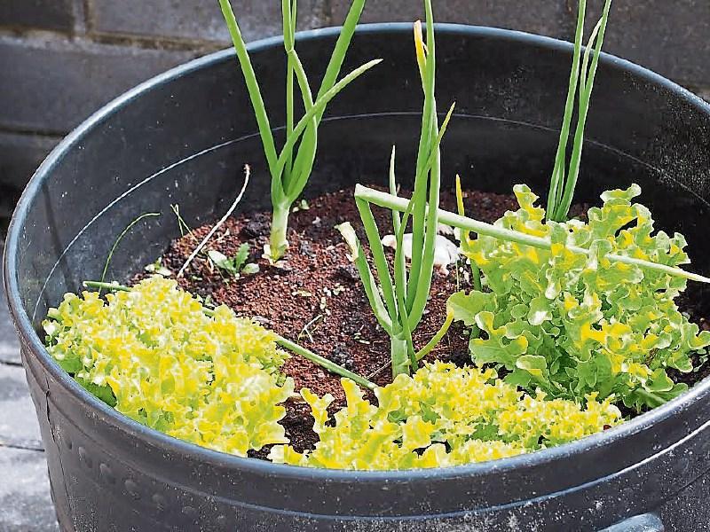 Time to start your veggie patch