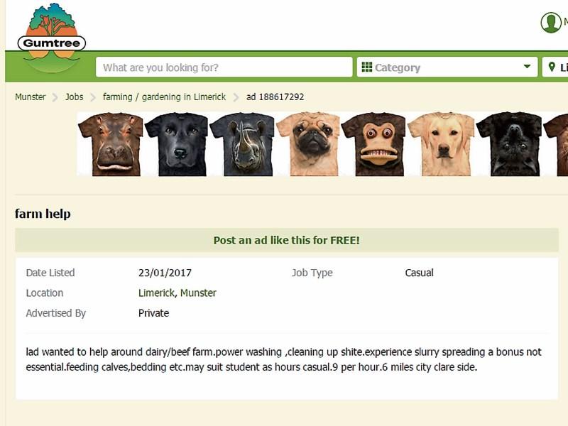 Limerick farmer isn't selling a pig in a poke with unique job advert