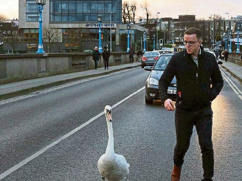 Images of Limerick man helping swan cross road go viral