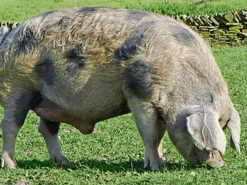 Famous boar was a big hit with lovelorn sows