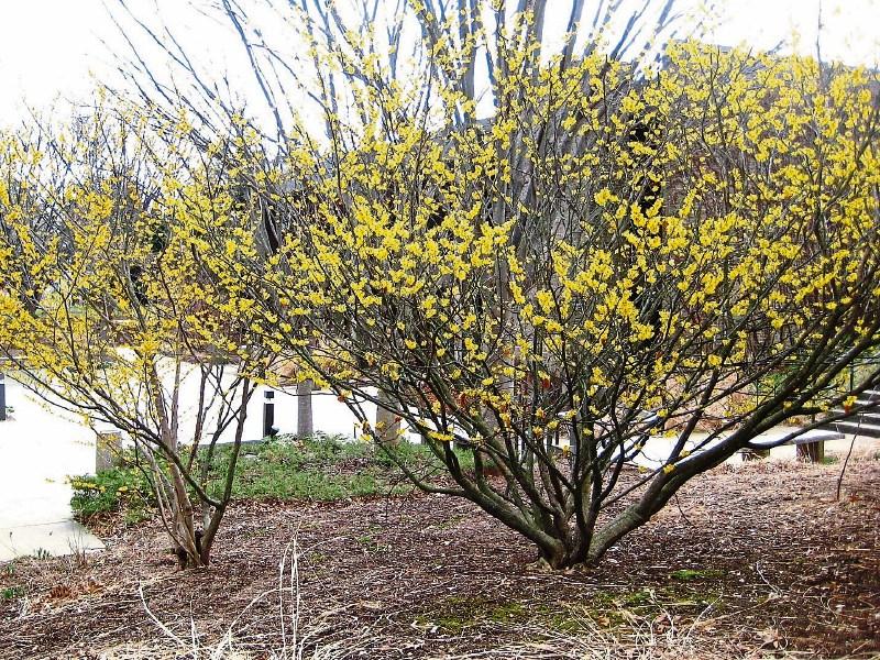 Let witch hazel cast its spell on you