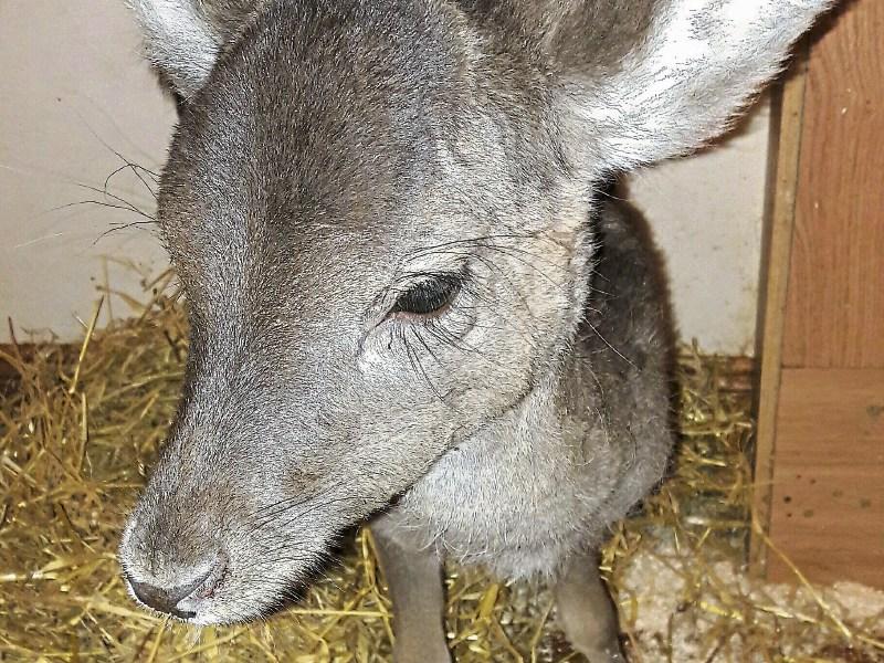 WATCH: Limerick family release real life Bambi back into the wild