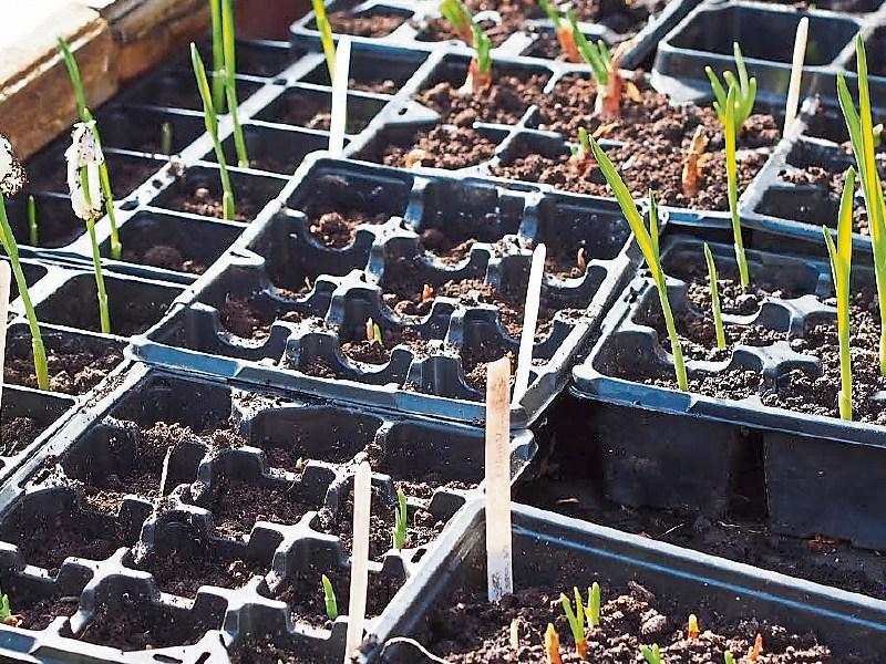 First shoots of spring arrive