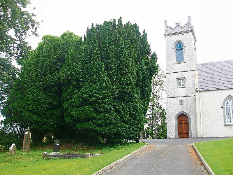 Not too late to mark tree week this year