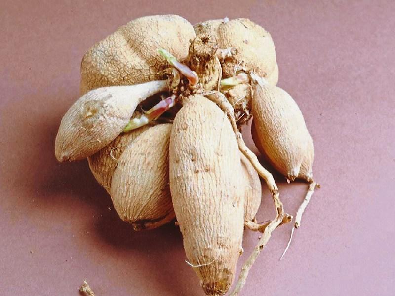 Time to plant summer bulbs