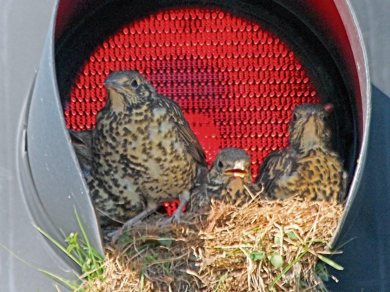 Bright idea: Thrush raises young in Limerick traffic light