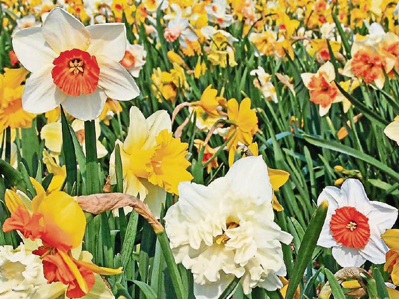 The little wonders that are daffodils