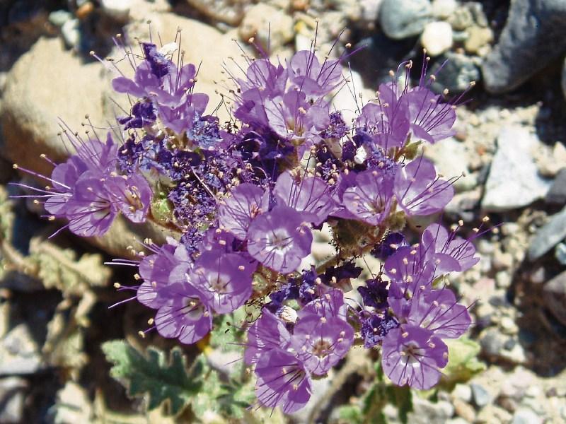 Deaths in Limerick - April 10, 2017