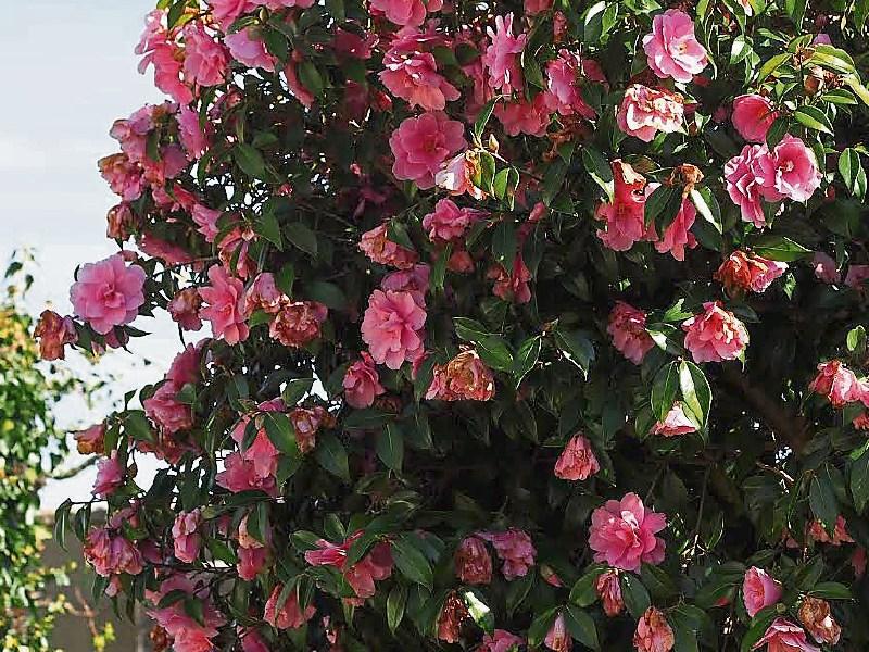 Camellias are bursting to life