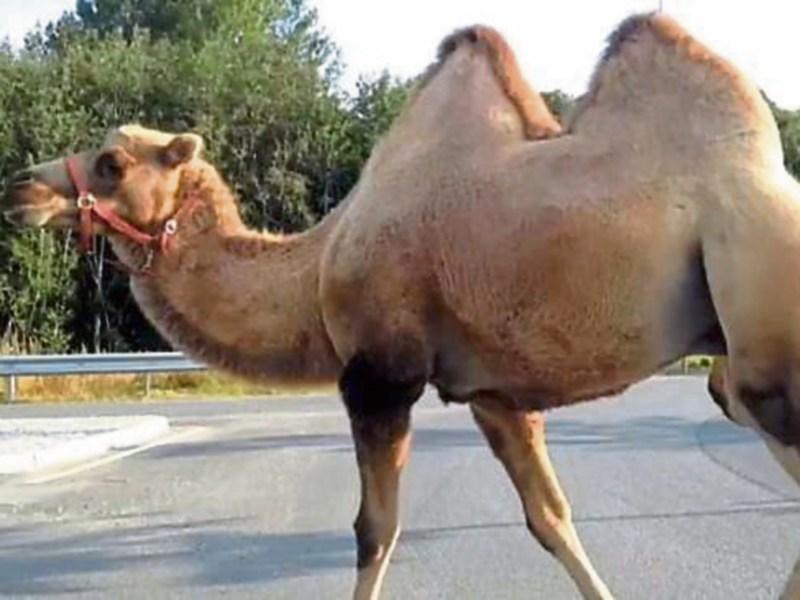 Duagh native gets the hump over a claim to fame