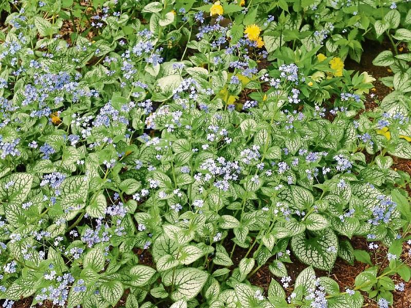 Brunneras: Made for the shade