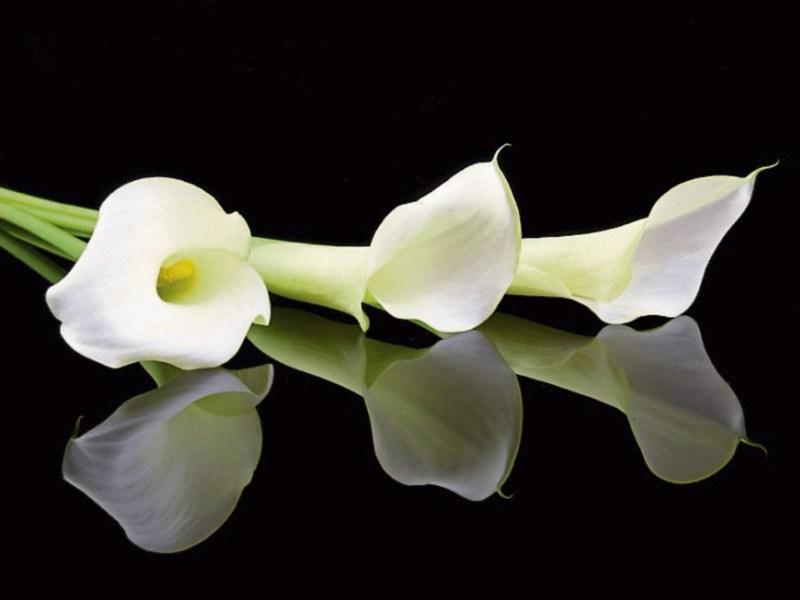 Deaths in Limerick - April 21, 2017