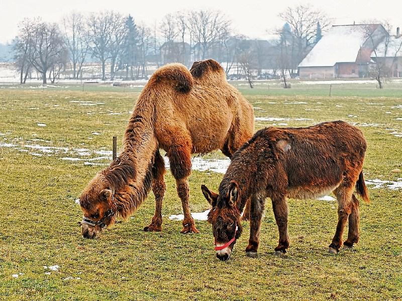 Camels buried in Duagh, asses in Listowel. Touch&eacute;