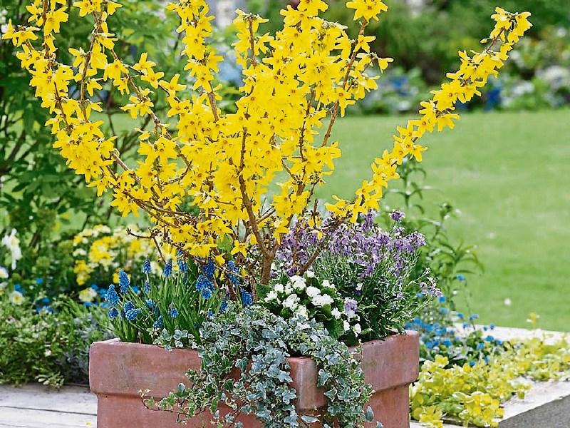 Shrubs that produce colour